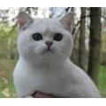 On-line клуб любителей домашних животных